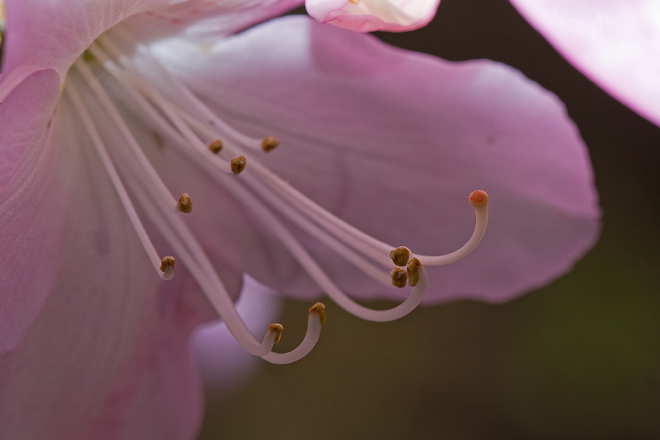 fleurs 10 (2).jpg
